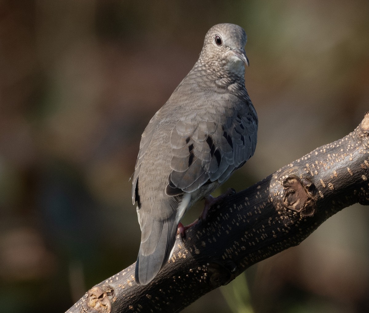 Common Ground Dove - ML646280496