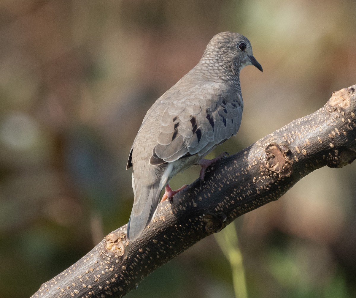 Common Ground Dove - ML646280497