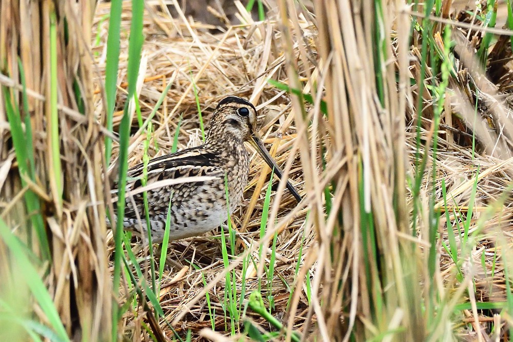 ハリオシギ - ML646280500