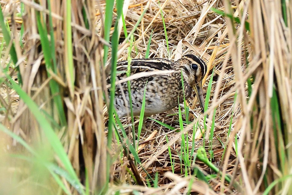 ハリオシギ - ML646280501