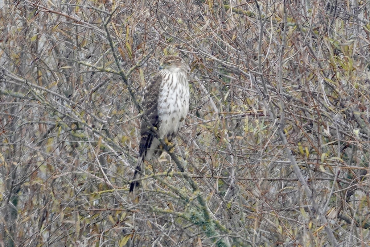 Cooper's Hawk - ML646280502