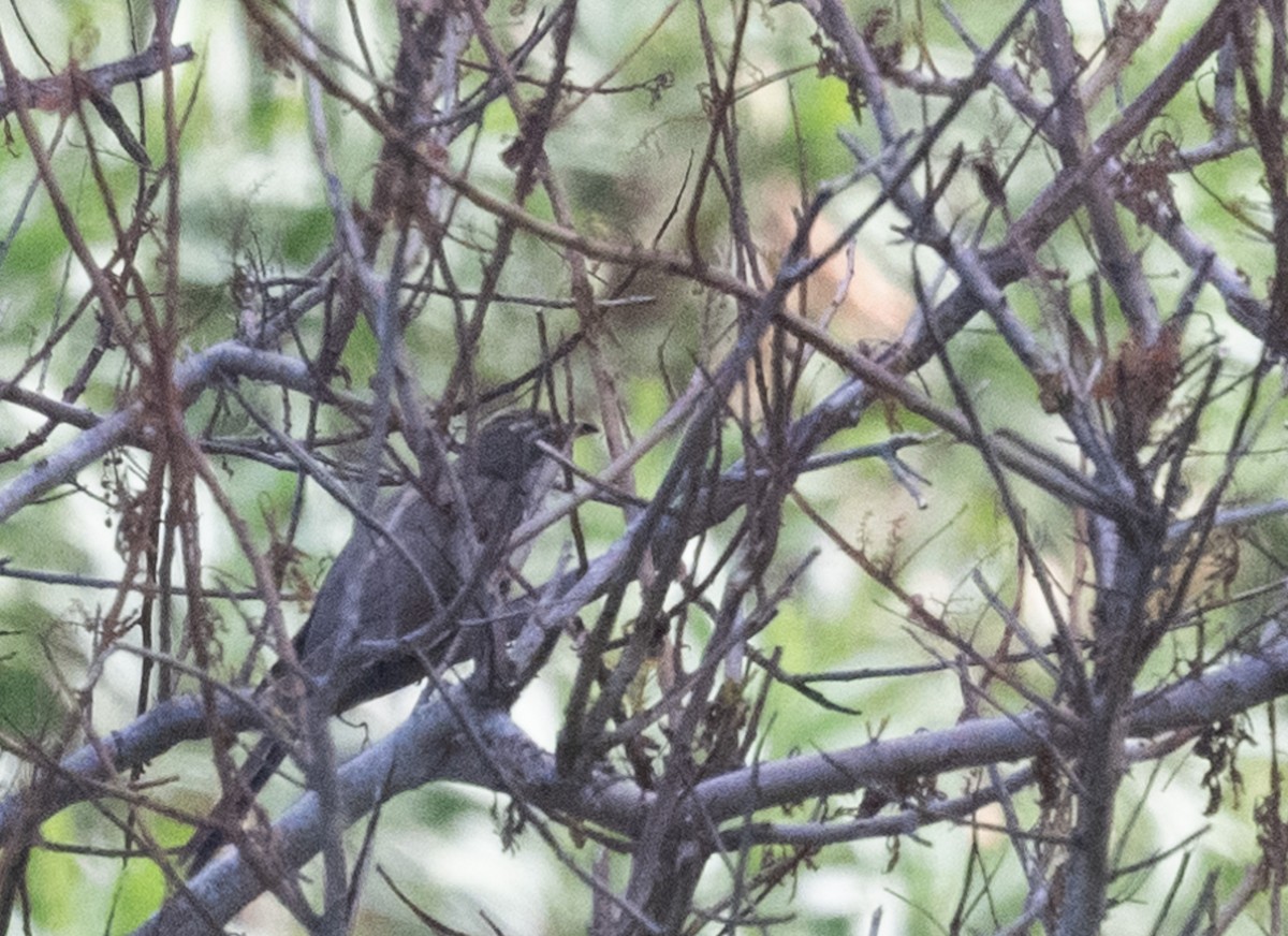 Yellow-billed Cuckoo - ML646280506