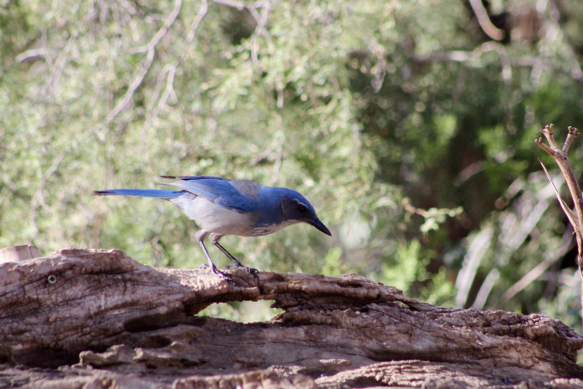 Woodhouse's Scrub-Jay - ML646280507