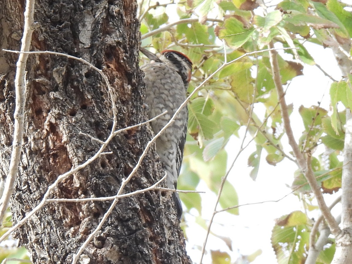 Rotnacken-Saftlecker - ML646280509