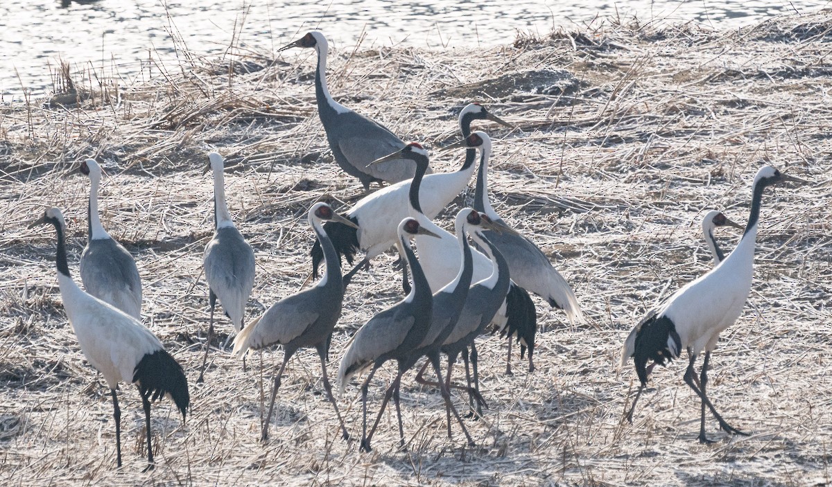 Grue du Japon - ML646280510