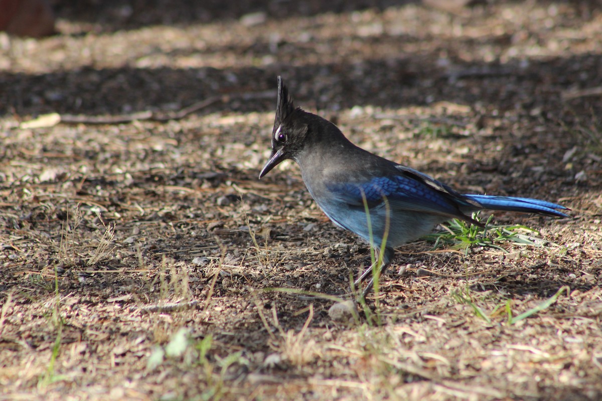 Steller's Jay - ML646280511