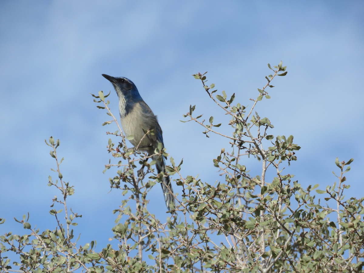 California Scrub-Jay - ML646280512