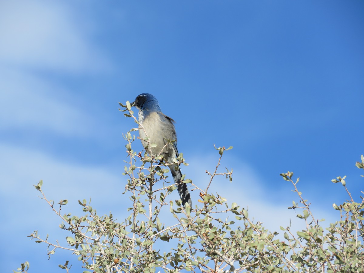 California Scrub-Jay - ML646280513
