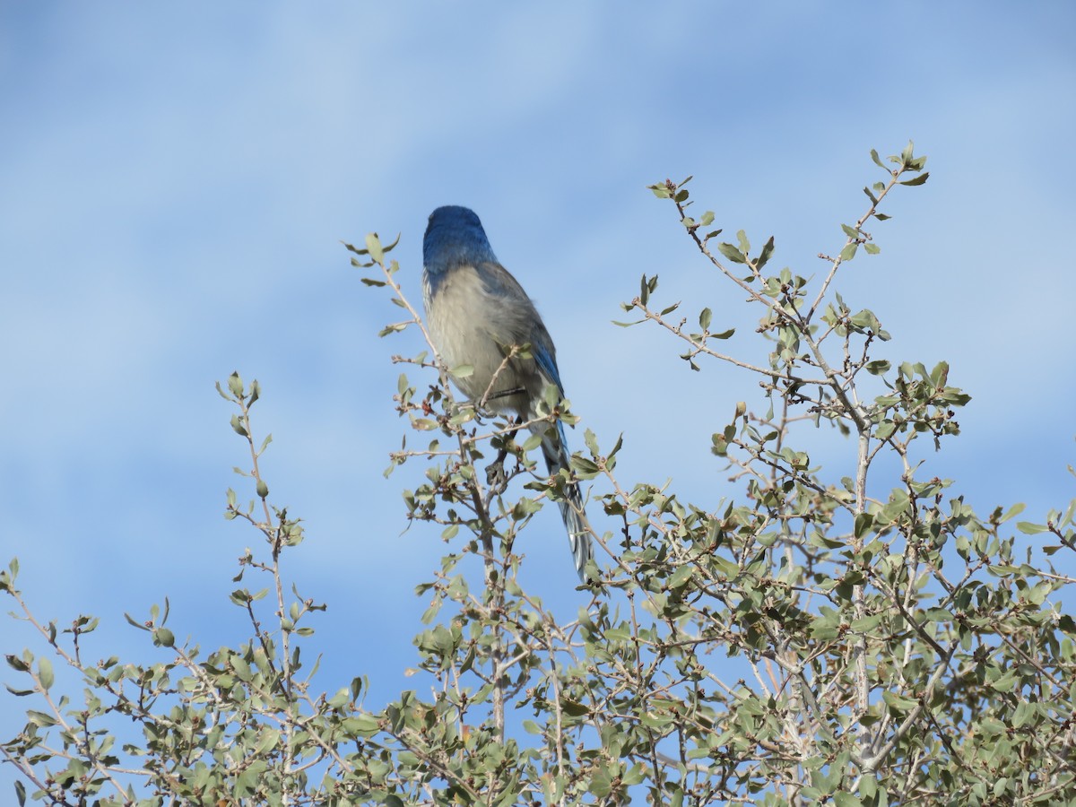 California Scrub-Jay - ML646280514