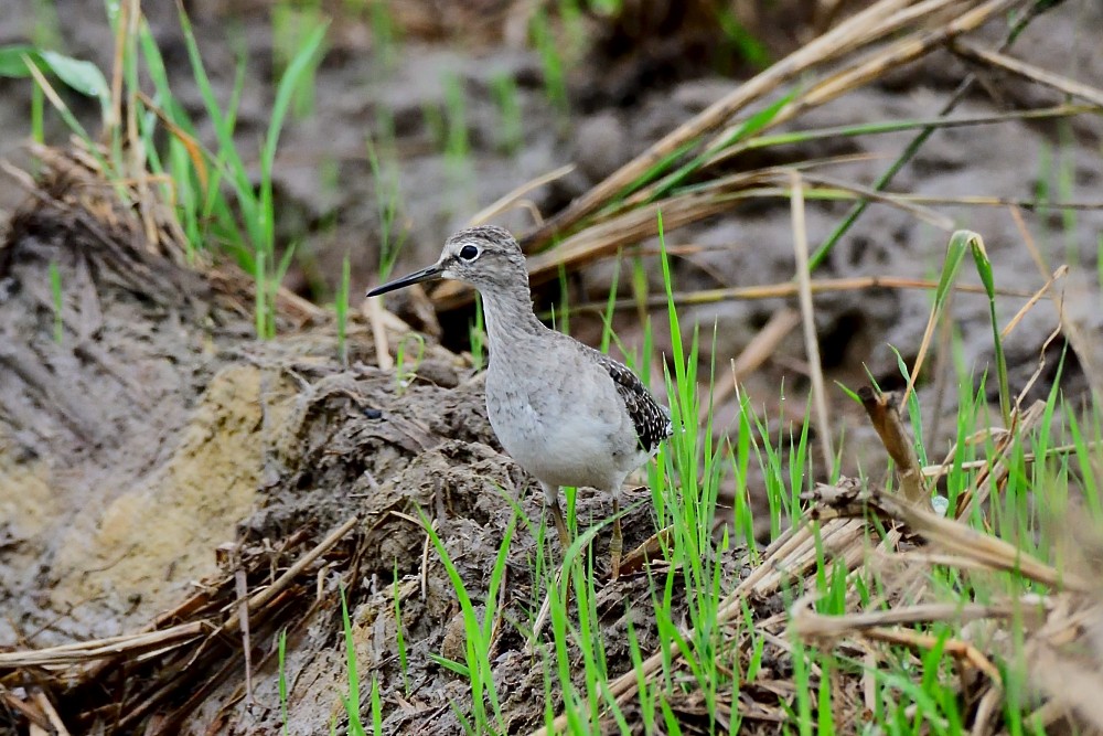 Wood Sandpiper - ML646280517