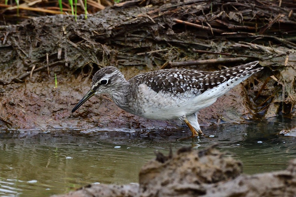 Wood Sandpiper - ML646280518