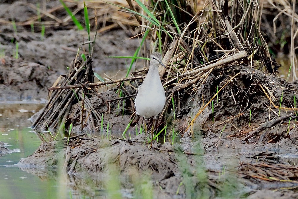 Wood Sandpiper - ML646280519
