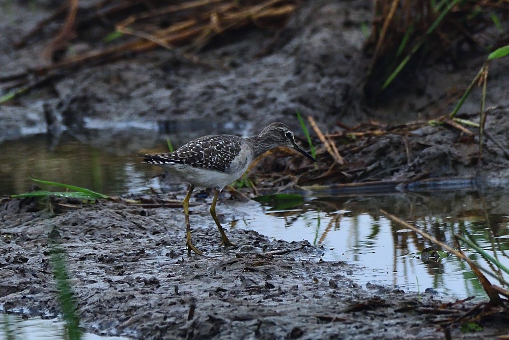 Wood Sandpiper - ML646280520