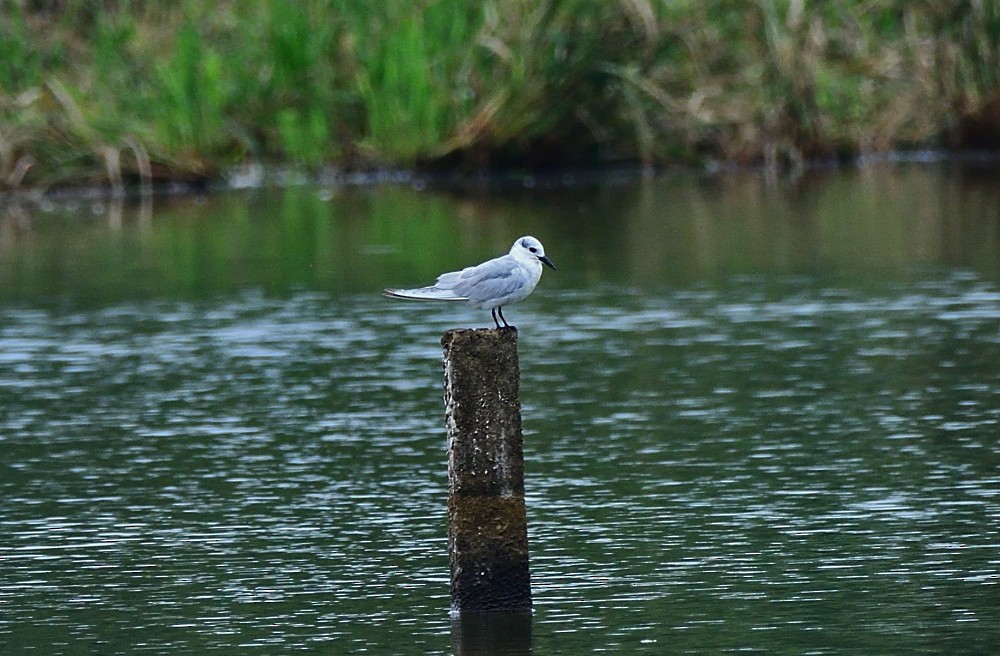 Gull-billed Tern - ML646280528