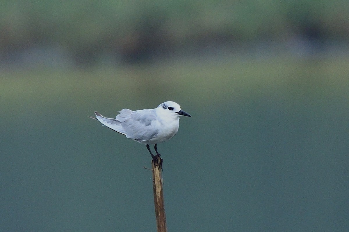Gull-billed Tern - ML646280529
