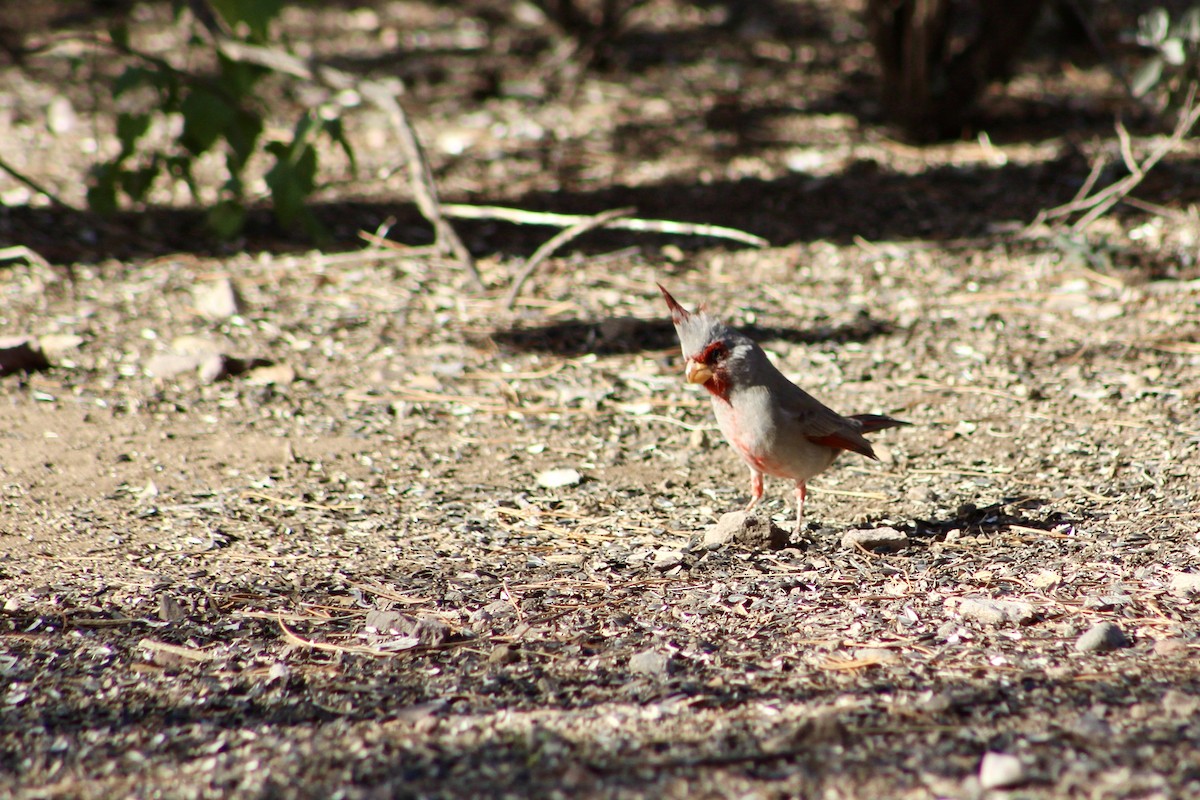 Pyrrhuloxia - ML646280530