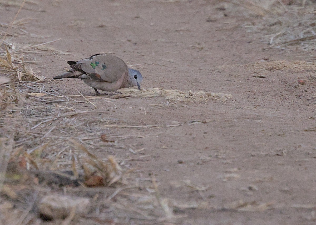 Palomita Aliverde - ML646280550