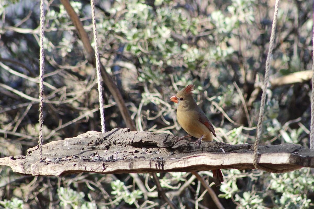 Northern Cardinal - ML646280551