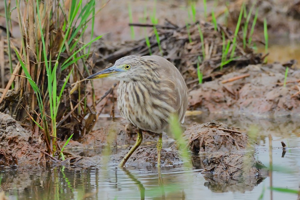Indian Pond-Heron - ML646280552