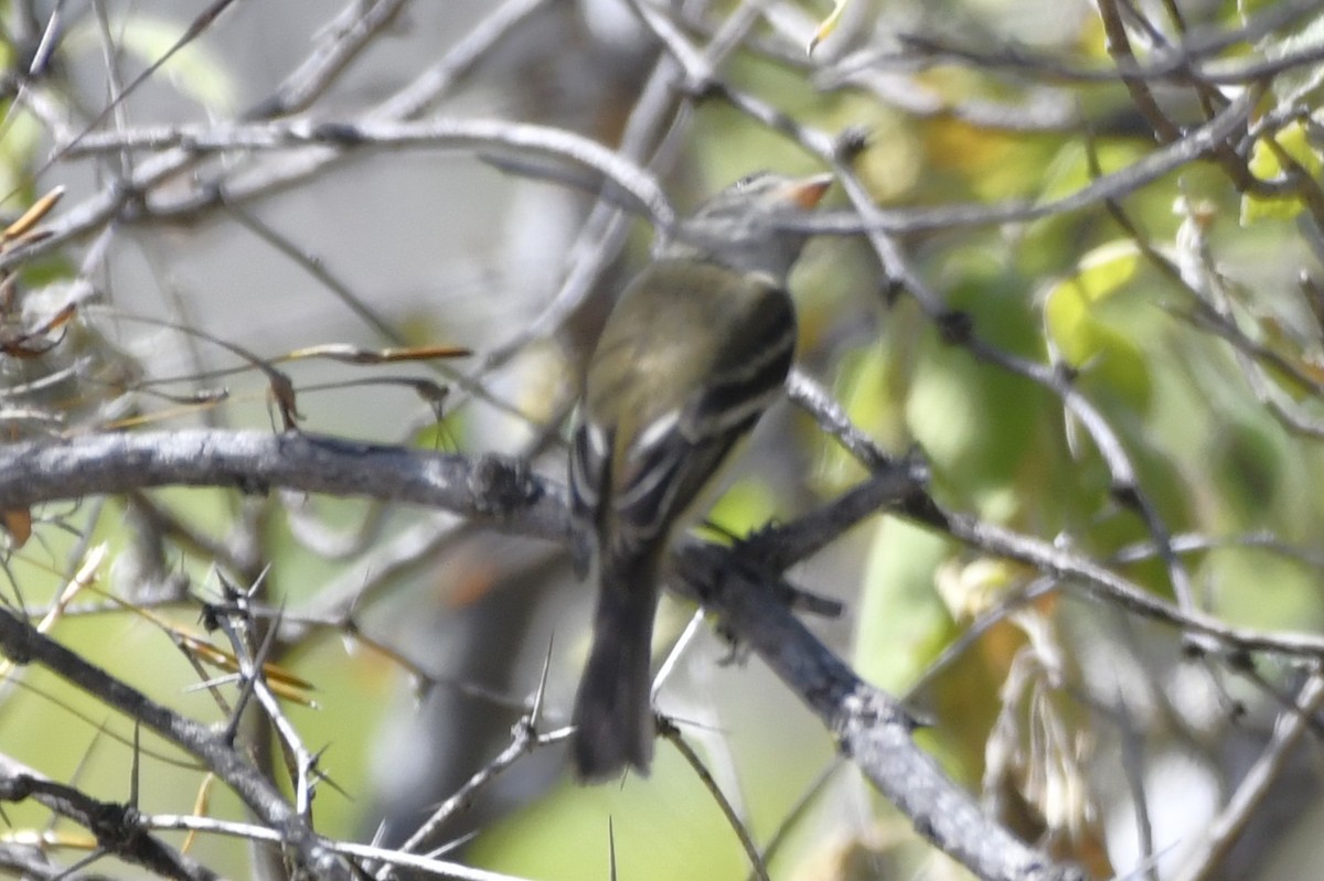 krattempid - ML646280557