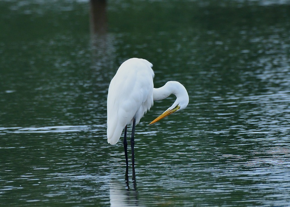 Great Egret - ML646280558