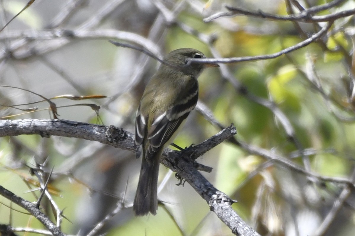 krattempid - ML646280560