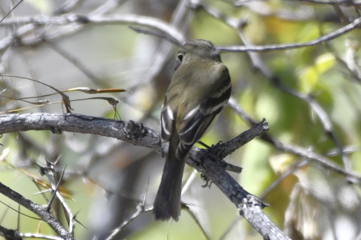 krattempid - ML646280561