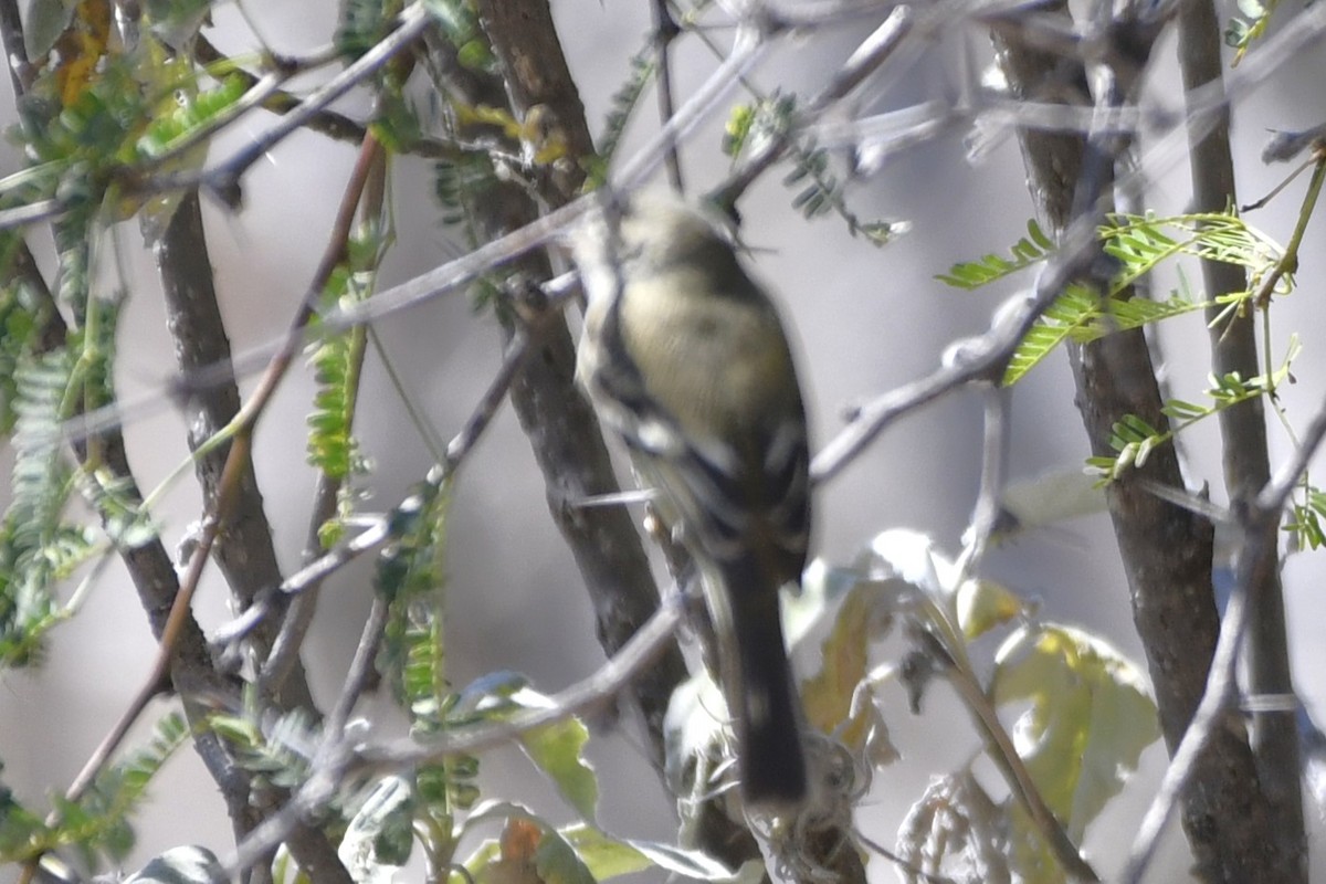 krattempid - ML646280562