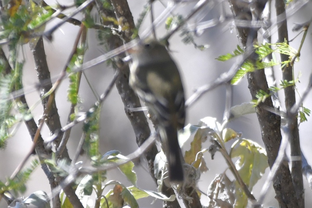 krattempid - ML646280563