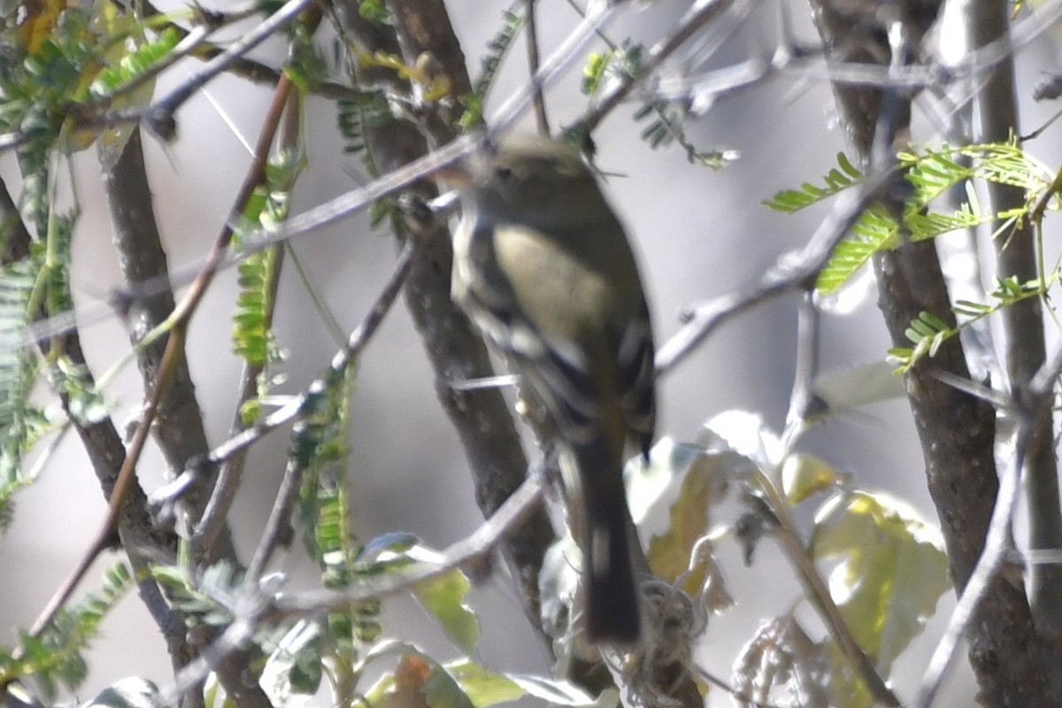 krattempid - ML646280564