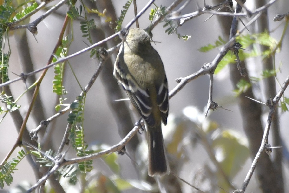 krattempid - ML646280565