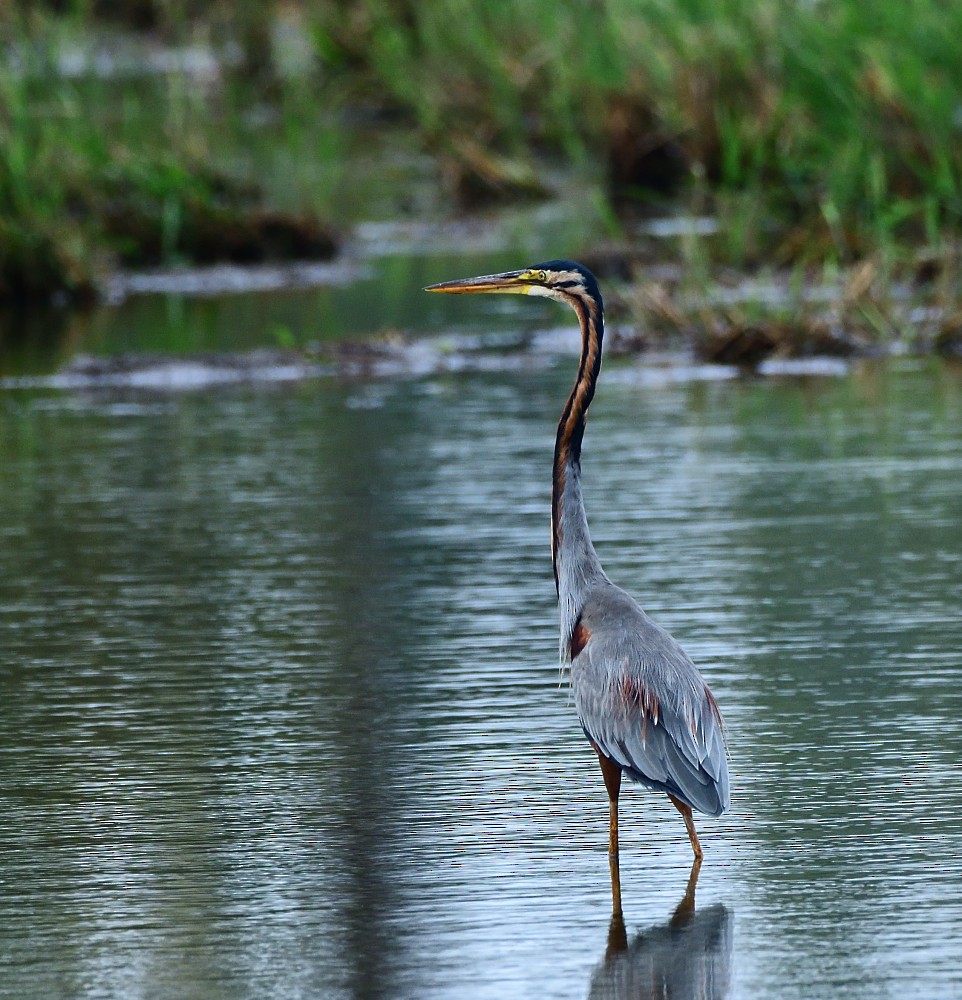 Purple Heron - ML646280566