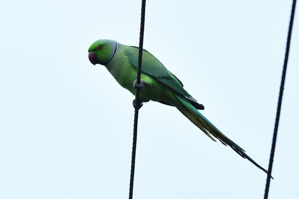 Rose-ringed Parakeet - ML646280572
