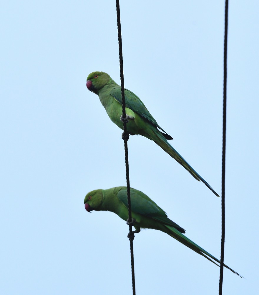 Rose-ringed Parakeet - ML646280573