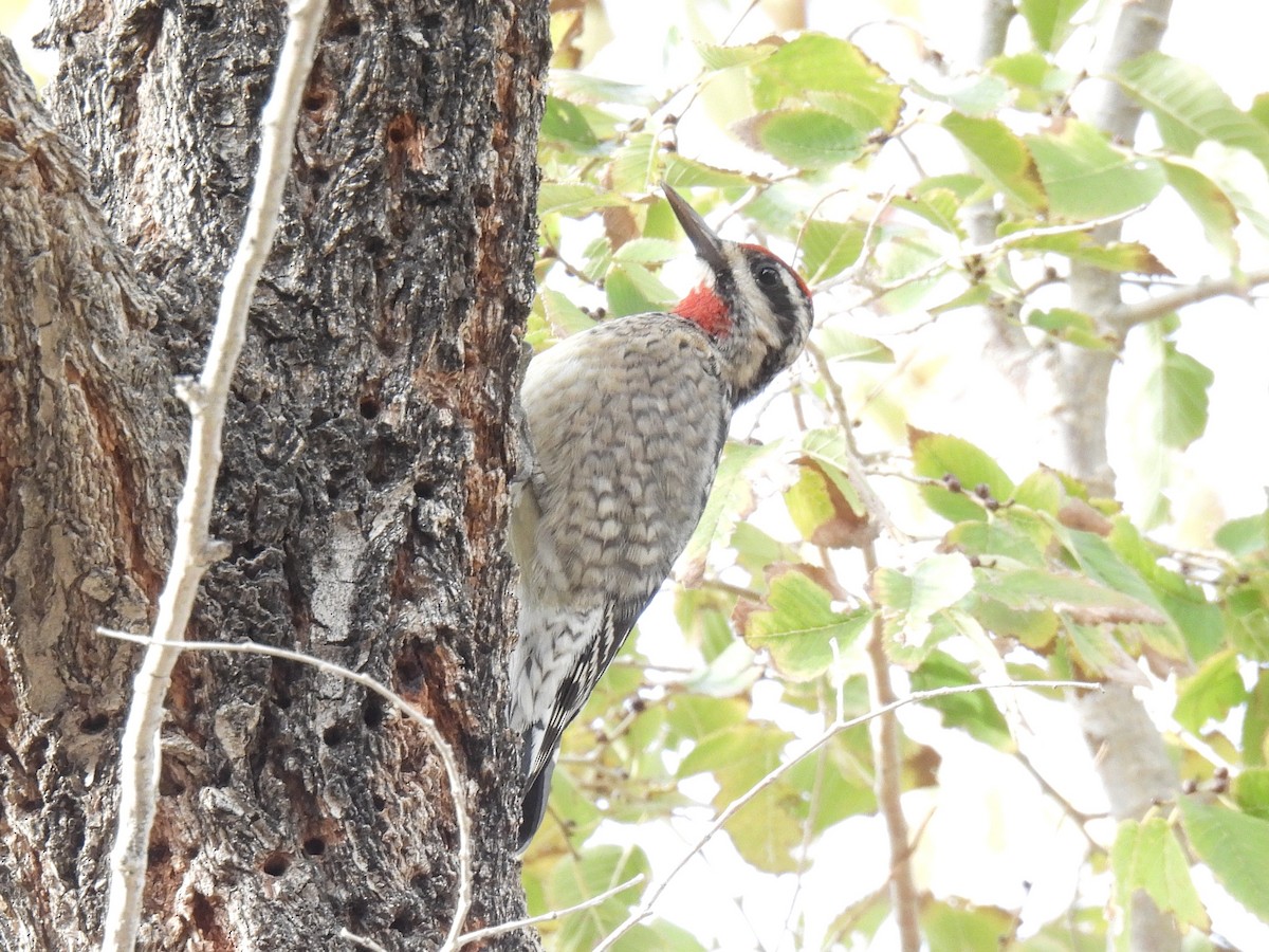 Red-naped Sapsucker - ML646280577