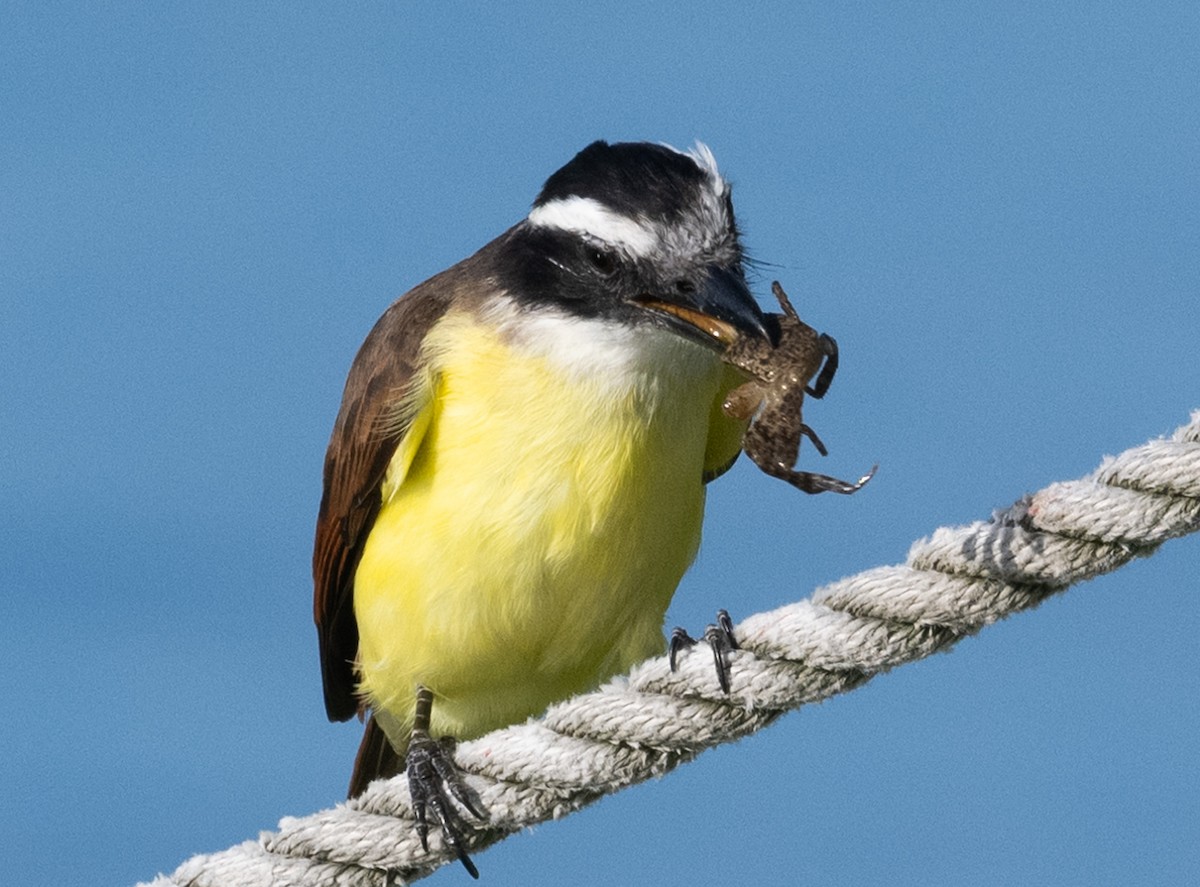 Great Kiskadee - ML646280578