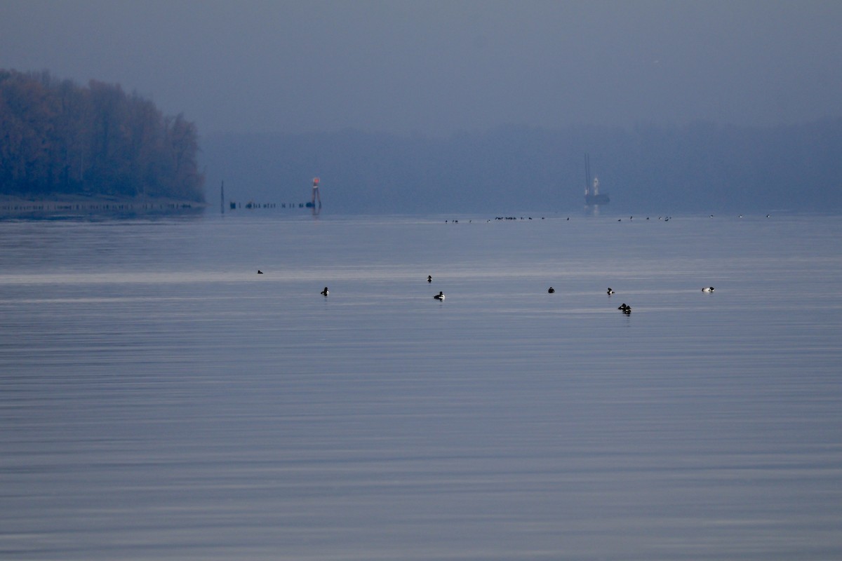 Common Goldeneye - ML646280597