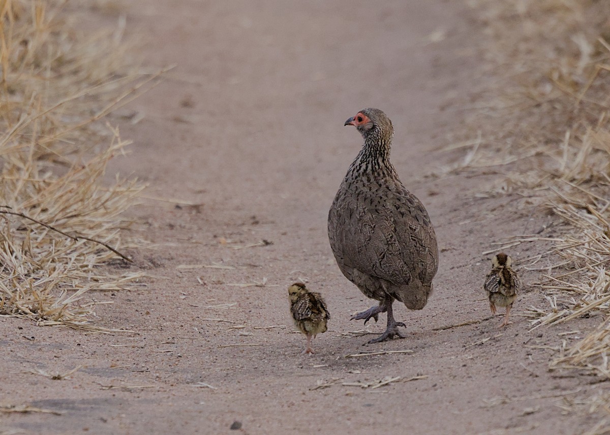 Swainson's Spurfowl - ML646280598