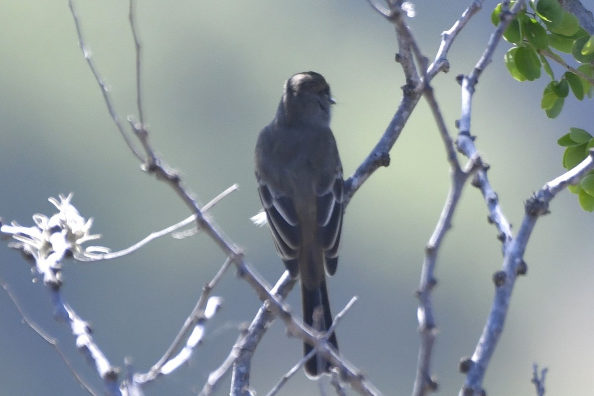 Ash-throated Flycatcher - ML646280600
