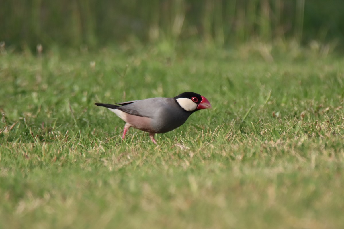 Java Sparrow - ML646280601