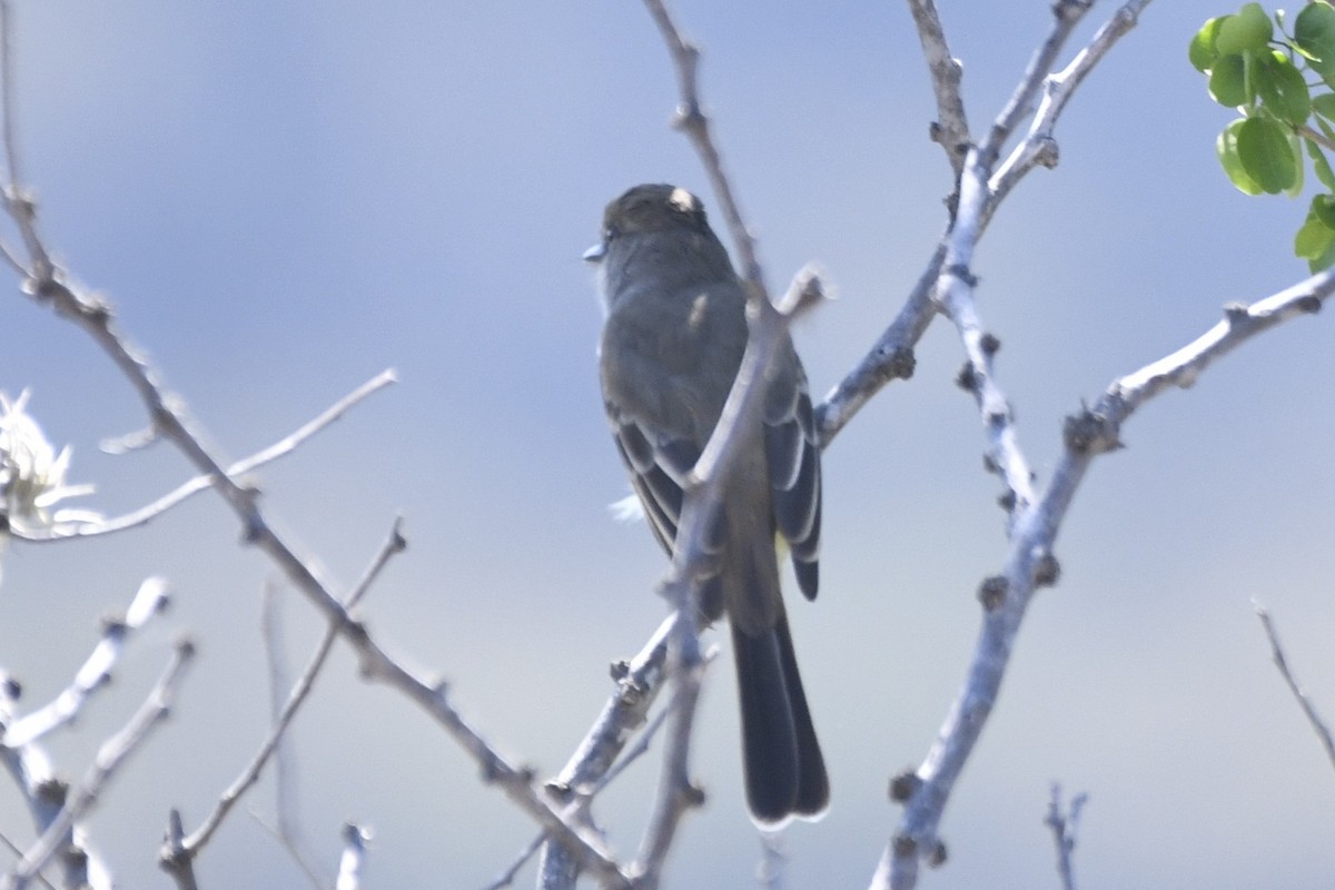 Ash-throated Flycatcher - ML646280604