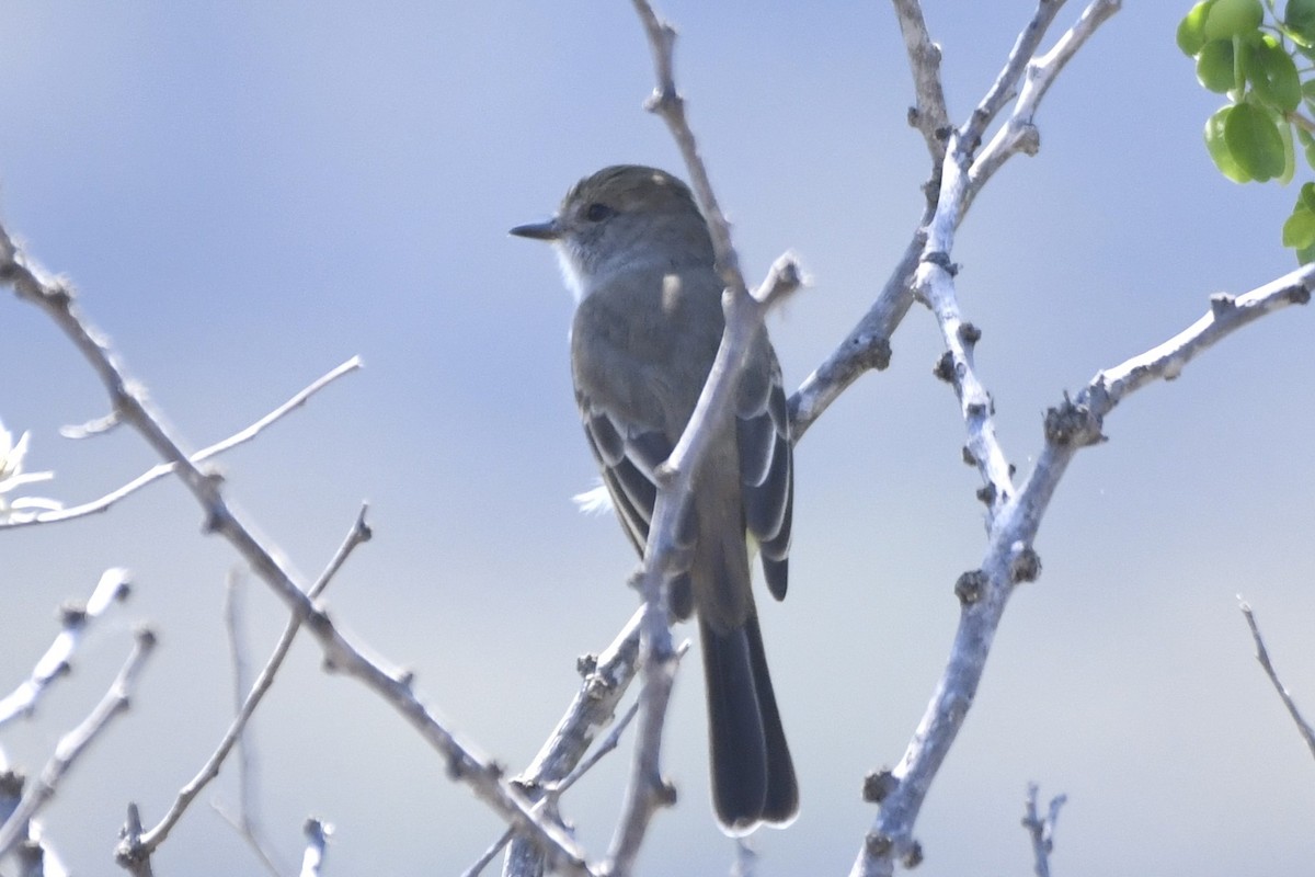Ash-throated Flycatcher - ML646280605