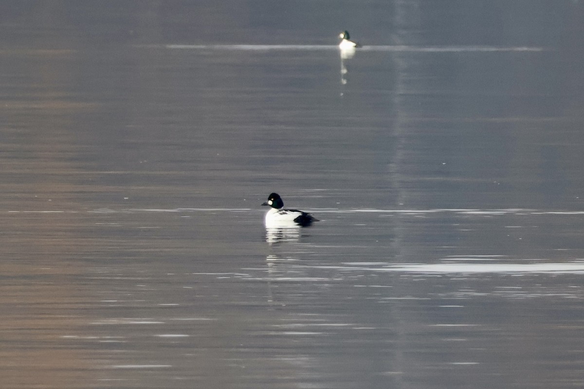 Common Goldeneye - ML646280606