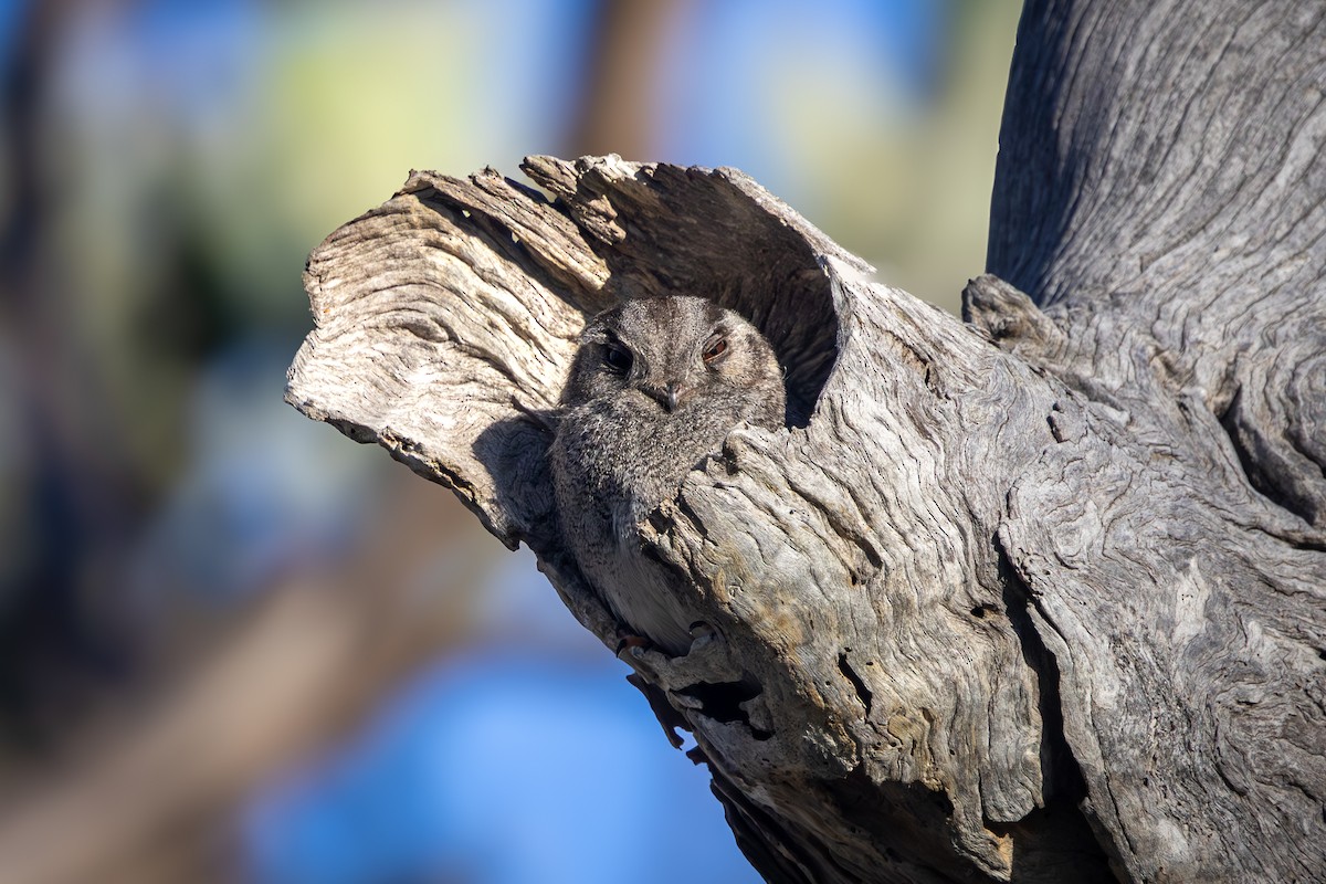 Australian Owlet-nightjar - ML646280607