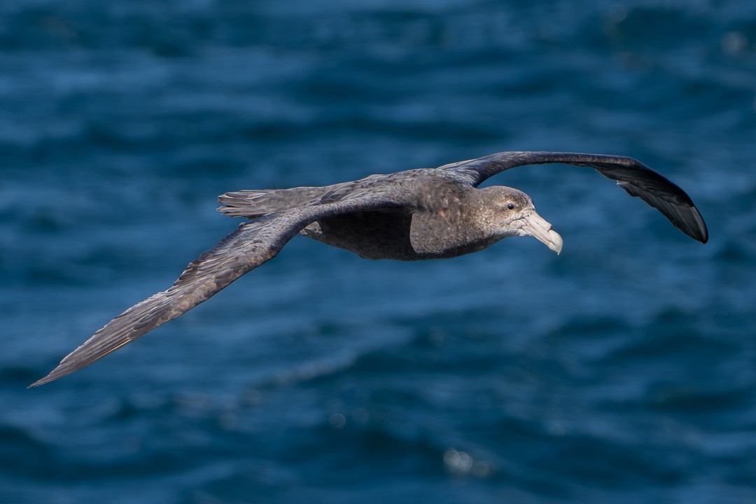 Southern Giant-Petrel - ML646280609
