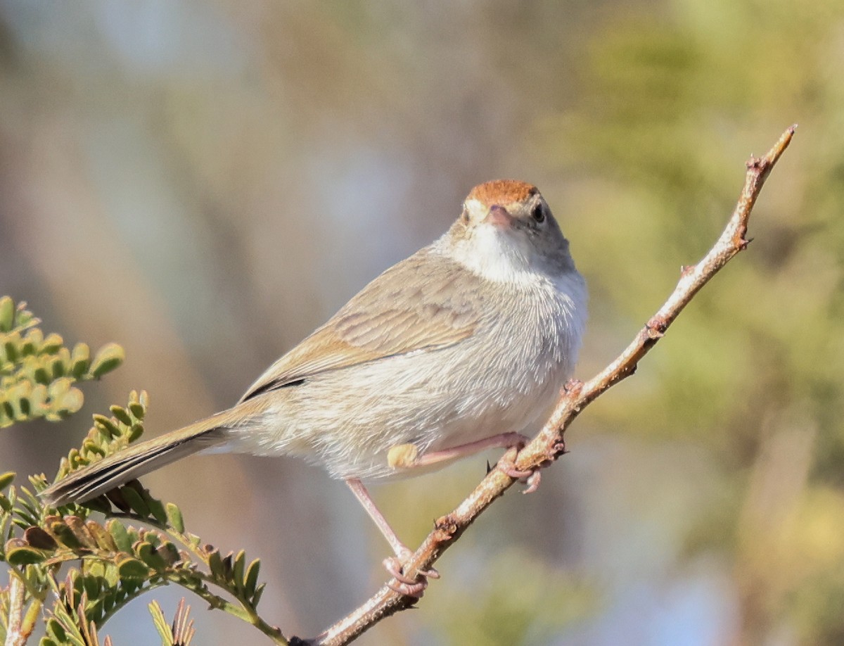 Wailing Cisticola - ML646280610