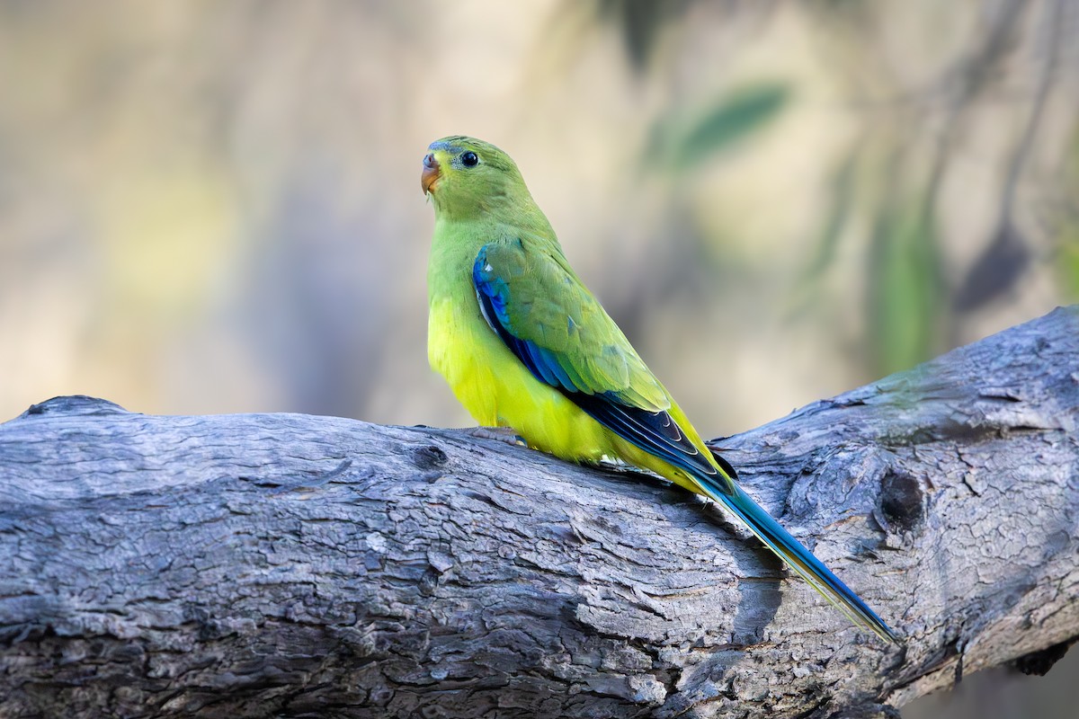 Elegant Parrot - ML646280611