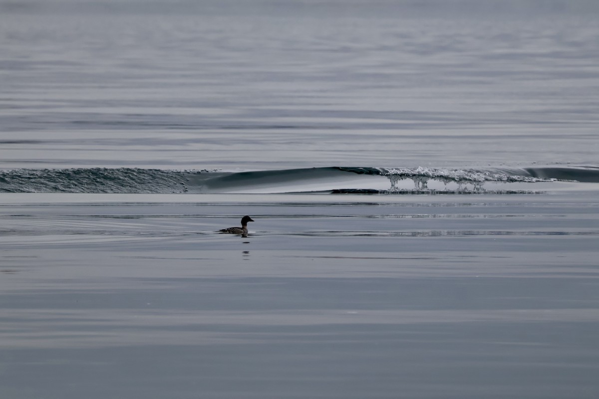 Common Goldeneye - ML646280613