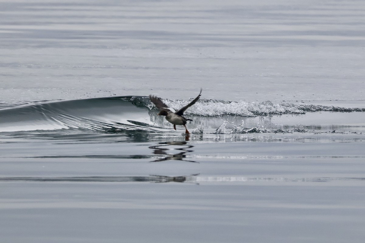 Common Goldeneye - ML646280615