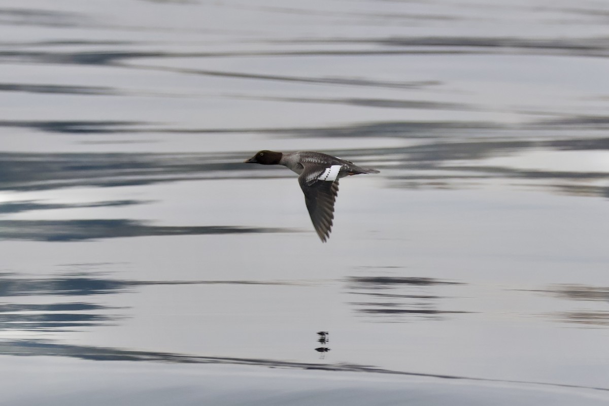 Common Goldeneye - ML646280617